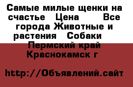 Самые милые щенки на счастье › Цена ­ 1 - Все города Животные и растения » Собаки   . Пермский край,Краснокамск г.